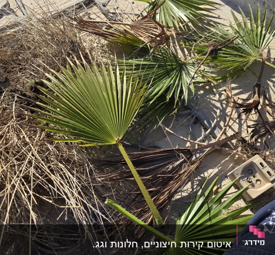 עלים יבשים וירוקים על משטח בטון